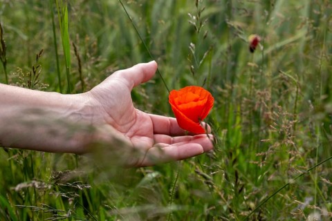 Hand holding a poppy in a wheat field, near Markt Berolzheim, Altmühltal, Middle Franconia,