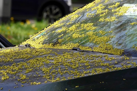 Pollen on a car, April, Germany