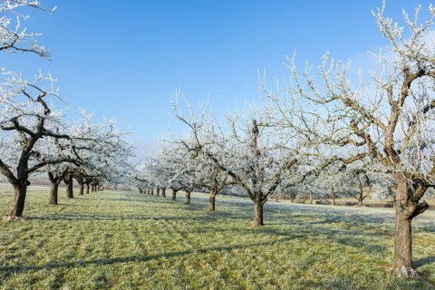 Fruit trees with frost on the meadow in a quiet winter nature in the sunshine near Waiblingen,