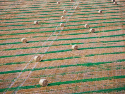 Straw bales on a harvested field, drone photo. Gotha, Thuringia, Germany
