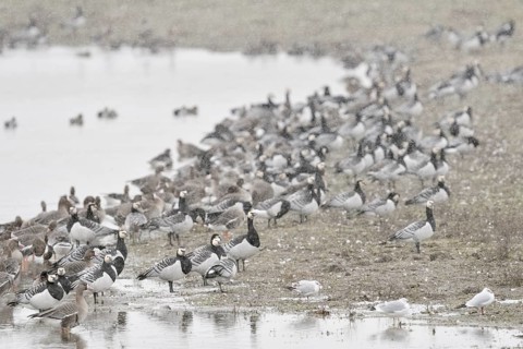 Arktische Wildgänse... Nonnengans *Branta leucopsis* bei der Rast, Bislicher Insel,