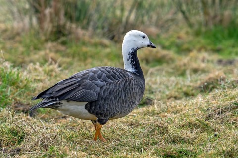 Hybrid barnacle goose x emperor goose (Branta leucopsis x Anser canagicus) foraging in grassland