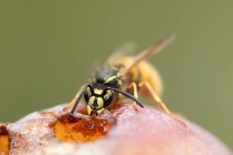 Common wasp (Vespula vulgaris) adult insect feeding on fallen fruit in a garden in summer, England,