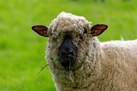 Sheep on pasture, Shottery, Stratford-upon-Avon, Warwickshire, England, Great Britain