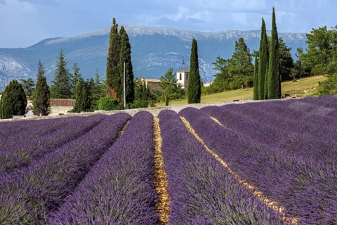 Lavender field, flowering true lavender (Lavandula angustifolia), Roumoules, Plateau de Valensole,
