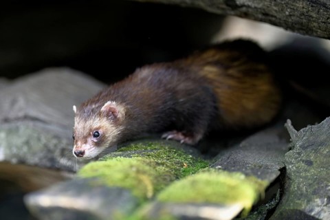 European polecat (Mustela putorius) also known as ferret, sitting on woodpile, captive, Switzerland