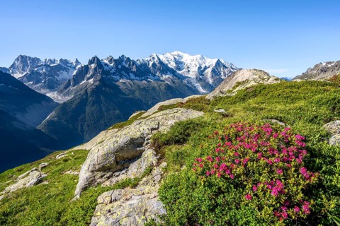 Mountain landscape with alpine roses, mountain panorama of the Mont Blanc massif with glaciated