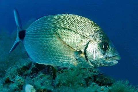 Close-up of ringed seabream (Diplodus annularis) Small silver seabream, Mediterranean Sea