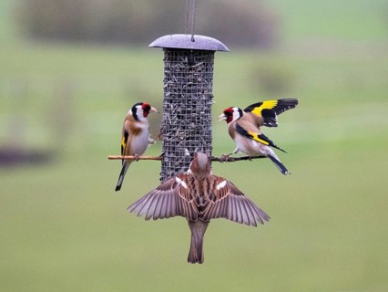 European Goldfinch (Carduelis carduelis), and male House Sparrow (Passer domesticus), adult birds
