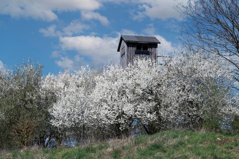 Blooming blackthorn hedge (Prunus spinosa) with hunting blind at a field edge, Schorfheide-Chorin