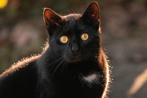 Close-up of a black cat (Felis Catus) with glowing eyes in the warm light