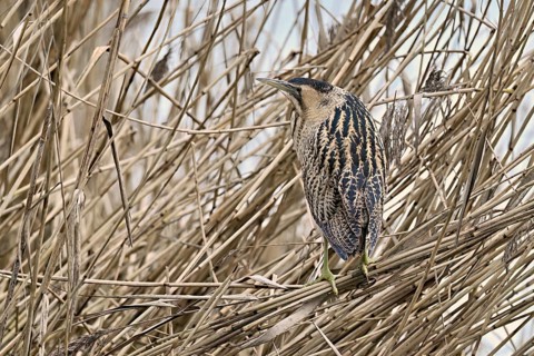 Bittern (Botaurus stellaris), camouflaged standing on reeds, Flachsee nature reserve, Canton