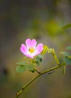 Flower of a dog rose (Rosa corymbifera) with an insect on one of its petals in a natural