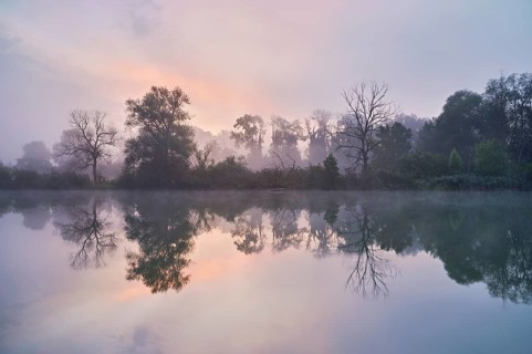Morning atmosphere at the shallow lake with trees reflected in the water, Rottenschwil, Canton
