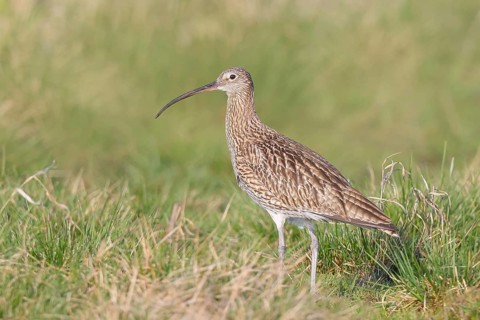 Eurasian curlew (Numenius arquata) standing in a meadow, Wildlife, Animals, Birds, Snipe family