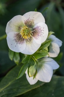 Lenzrose (Helleborus orientalis hybrid), Rhineland-Palatinate, Germany