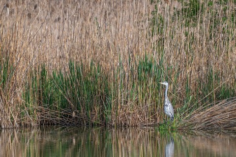 Grey heron (Ardea cinerea), standing on the bank of a pond, fish ponds, Güssing, Burgenland,