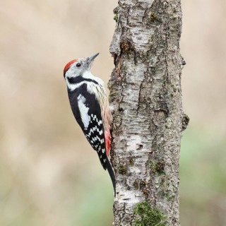 Middle spotted woodpecker (Dendrocopos medius) foraging on the trunk of a grey birch (Betula