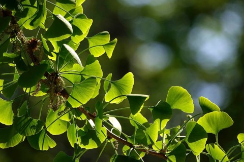 Ginkgo (Ginkgo biloba), spring, Germany