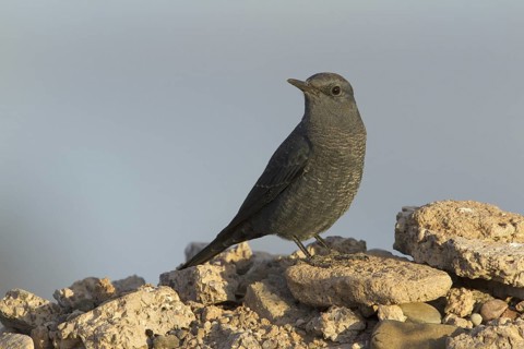 Blue Rock Thrush (Monticola solitarius) juvenile, Morocco