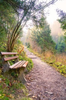 A hiking trail in the forest with a bench under trees in the soft light, Burgbach waterfall, Bad