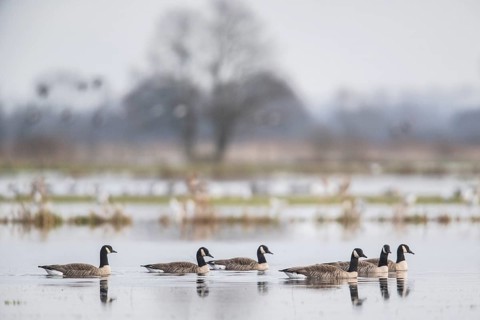 Canada geese (Branta canadensis), Lower Saxony, Germany