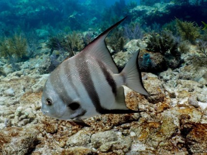A single Atlantic spadefish (Chaetodipterus faber) with distinctive stripes swims close to the