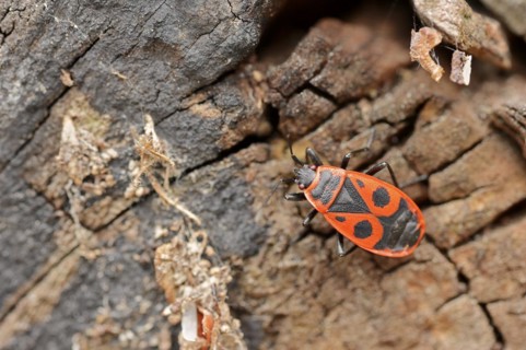 Firebug (Pyrrhocoris apterus), North Rhine-Westphalia, Germany