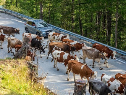 Cows in flock on mountain road, top of Gotthardpass to Airolo, Switzerland