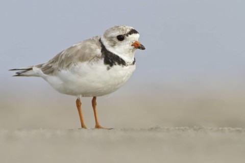 Piping Plover (Charadrius melodus), Newfoundland, Canada