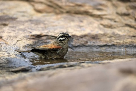 Cape Bunting (Emberiza capensis), adult, at the water, bathing, Mountain Zebra National Park,