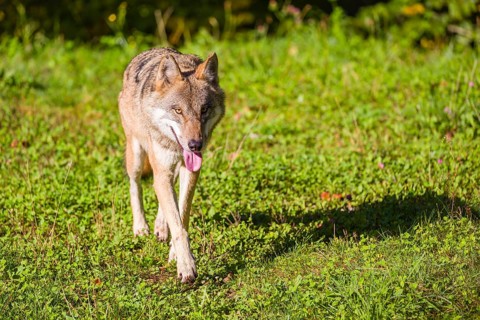 A eurasian gray wolf (Canis lupus lupus) runs across a meadow
