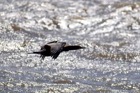 Humboldt Cormorant (Nannopterum brasilianum), a cormorant species, flying over the Rio de la Plata