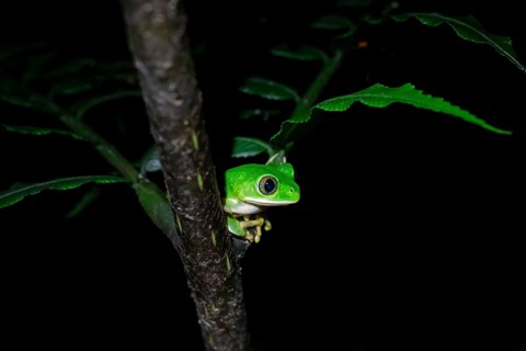 Forest climbing frog (Leptopelis barbouri) in the jungle, night view, Amani Forest Reserve,
