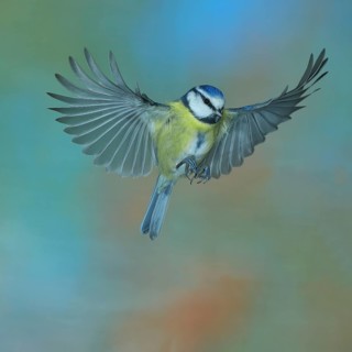 Blue tit (Parus caeruleus) in flight, flight photo, high speed flight photo Wilnsdorf, North