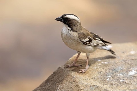 White-browed Weaver (Plocepasser mahali), adult male, on the ground, alert, Mountain Zebra National