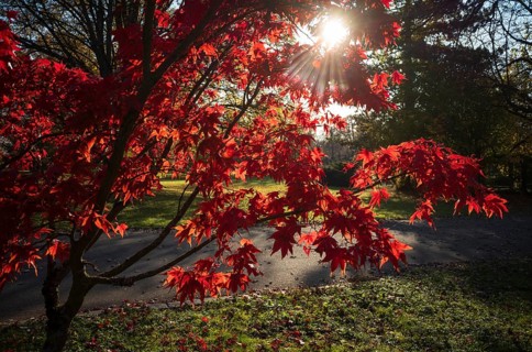 Red coloured leaves of a maple, maple tree, glowing against the light, autumn, autumn atmosphere,