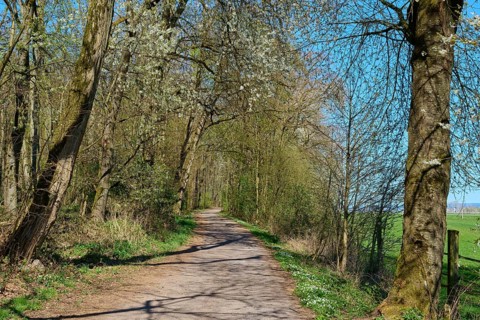 Forest path surrounded by blossoming cherry trees and shade on a sunny day, Pflaumheim,