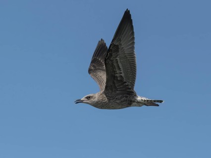 European Herring Gull (Larus argentatus) flying, Schleswig-Holstein, Germany