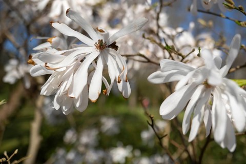 Branch with flowers of the star magnolia (Magnolia stellata), North Rhine-Westphalia, Germany