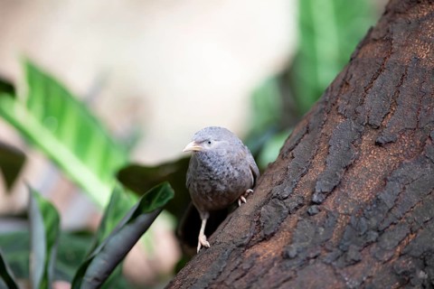 Yellow-billed Babbler or Yellow-billed Thrush (Argya affinis or Turdoides affinis), Royal Botanic