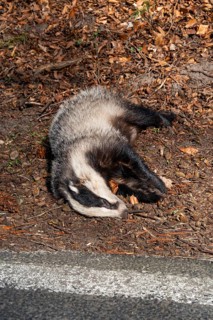 Dead European badger (Meles meles) run over by a car after a wildlife accident lies on the side of