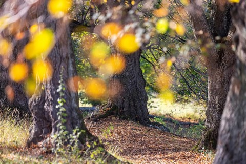 Autumn in the Swabian Alb. Trees with colourful autumn leaves, landscape on the Teckberg near Owen,