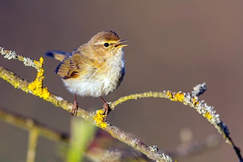 Chiffchaff, (Phylloscopus collybita), (Phylloscopus collybitus), willow warbler, songbird, perch,