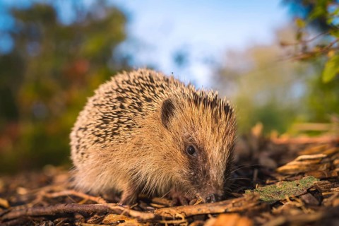 A little hedgehog in a forest walking in autumn