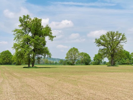 A group of English oaks (Quercus robur), standing in a field during leaf emergence, Siebeneichen