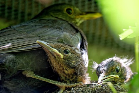 Blackbird, female and nestlings, young blackbirds (Turdus merula) in nest, Saxony, Germany