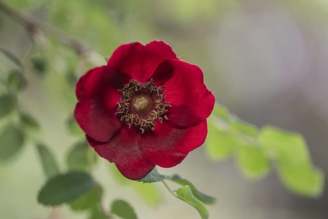 Mandarin rose (Rosa moyesii), Emsland, Lower Saxony, Germany
