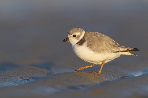 Piping Plover : Crane Beach : Ipswich, MA