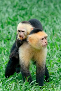 Panamanian white-faced capuchin (Cebus imitator) carrying its young on the back, Costa Rica